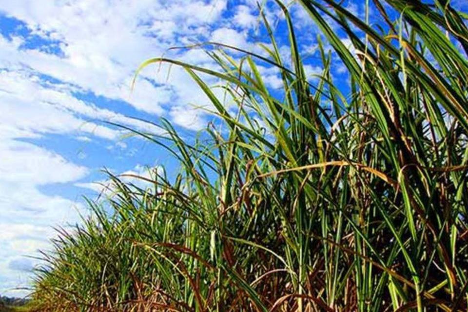 Biosev reduz mix para açúcar de 52,8% para 39,7%