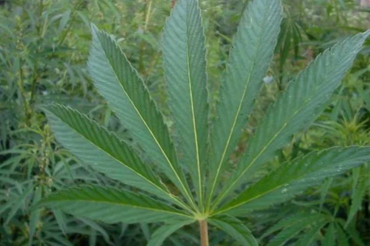 
	Folha de cannabis: projeto, na pr&aacute;tica, regulamentaria por lei ordin&aacute;ria a emenda constitucional a ser submetida a referendo
 (Wikimedia Commons)