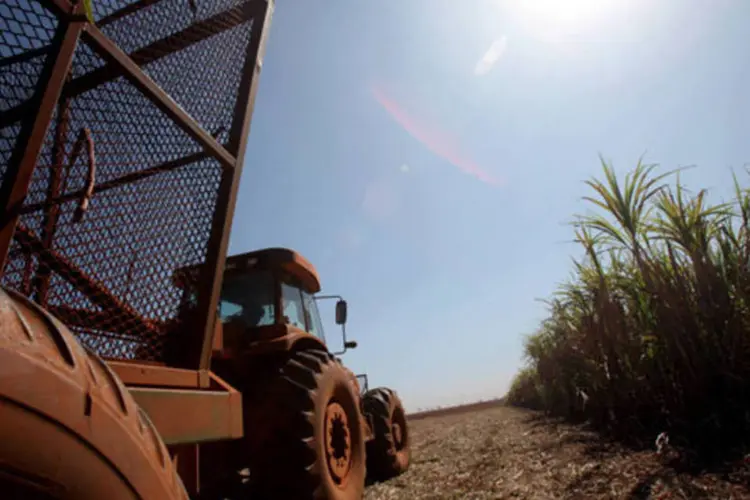 Trator colhe cana de açúcar para a produção de etanol em uma fazenda da  Louis Dreyfus na cidade de Colômbia, no Brasil (Dado Galdieri/Bloomberg)