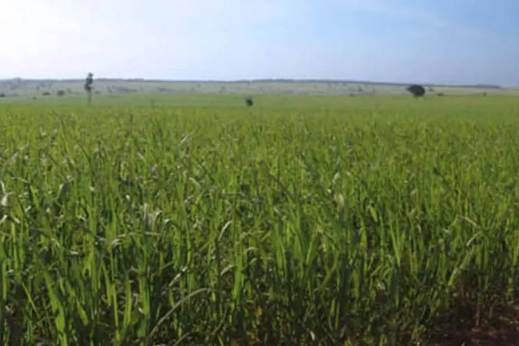 Plantação de cana-de-açúcar: cultivo para produção de biocombustível será discutido na COP-10 da Convenção sobre Diversidade Biológica da ONU, em outubro. (.)