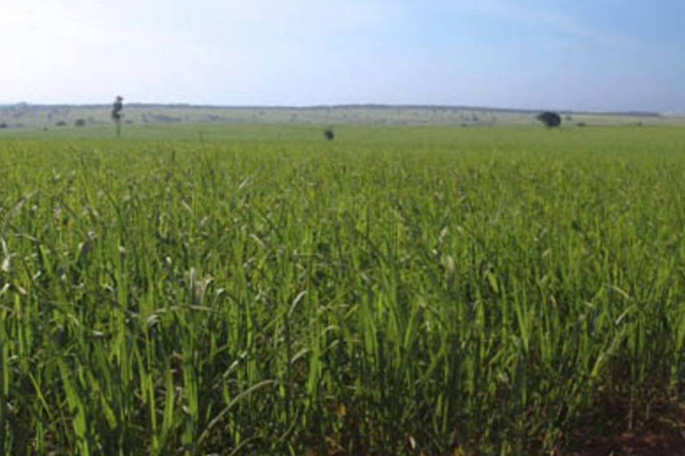 Brasil quer afastar precaução ambiental de agrocombustíveis