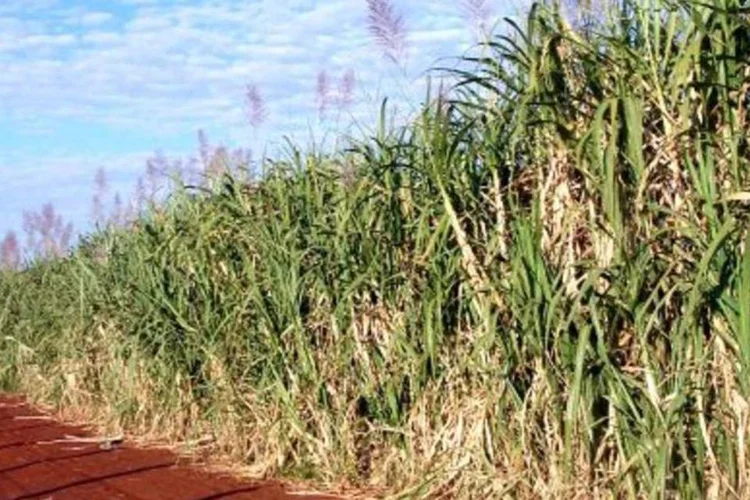 Brasil é o único país no mundo totalmente dependente da importação de fertilizantes, segundo ministro (.)