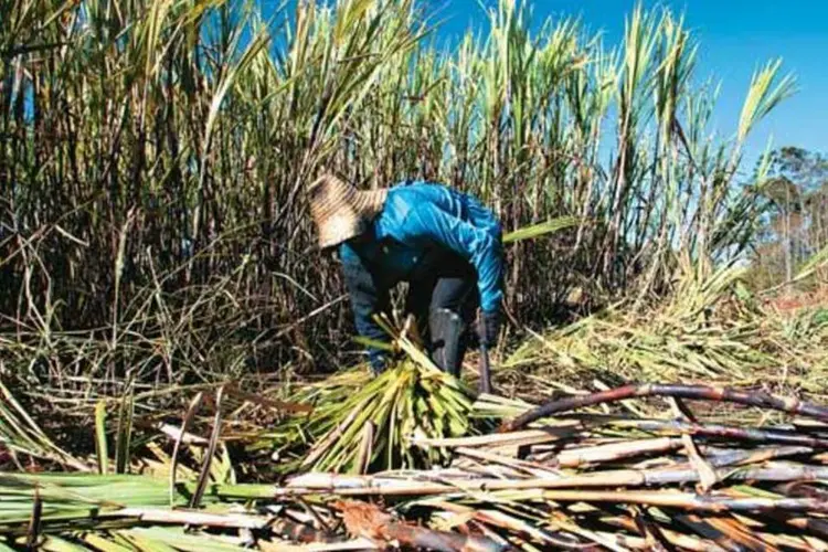 
	Canavial: apesar da di&aacute;ria de R$ 50, cada trabalhador recebia R$ 15 por dia ap&oacute;s descontos
 (Daniela Toviansky/EXAME.com)