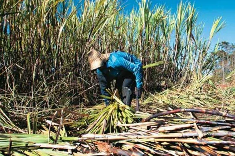 O etanol anidro, destinado à mistura com a gasolina, deverá apresentar aumento de 7,44% (Daniela Toviansky/EXAME.com)