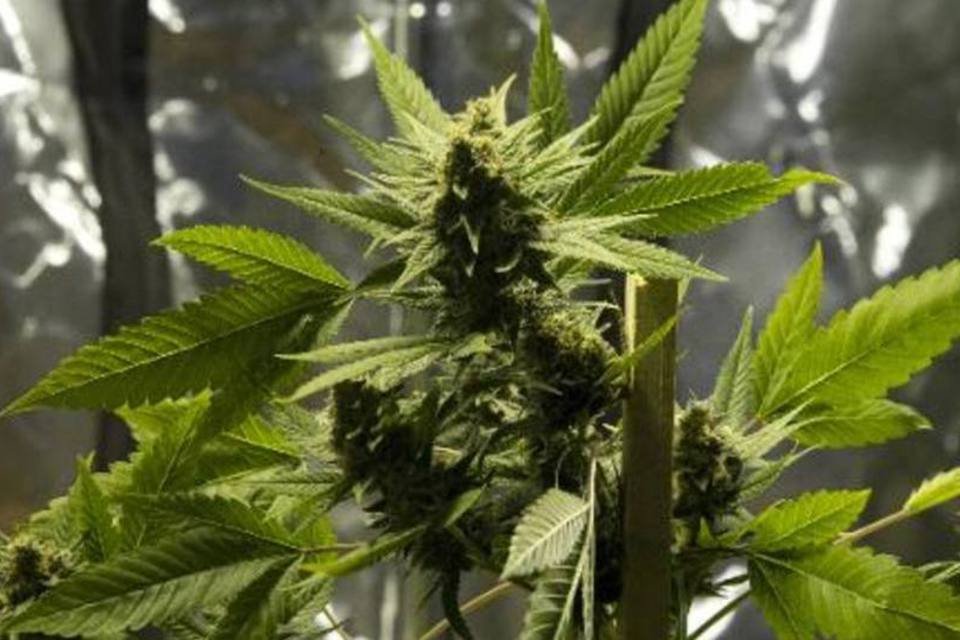 Legalização não aumentou consumo de maconha no Uruguai