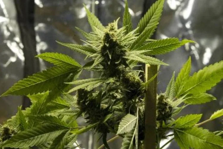Pé de cannabis, em Montevidéu, Uruguai (PABLO PORCIUNCULA/AFP)