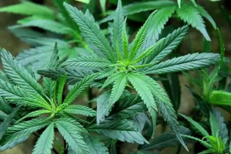 
	Cannabis: em agosto de 2014 come&ccedil;aram os registros para os cultivadores dom&eacute;sticos
 (.)