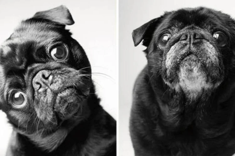 Cão 1 - Ensaio fotográfico (Divulgação / Amanda Jones)