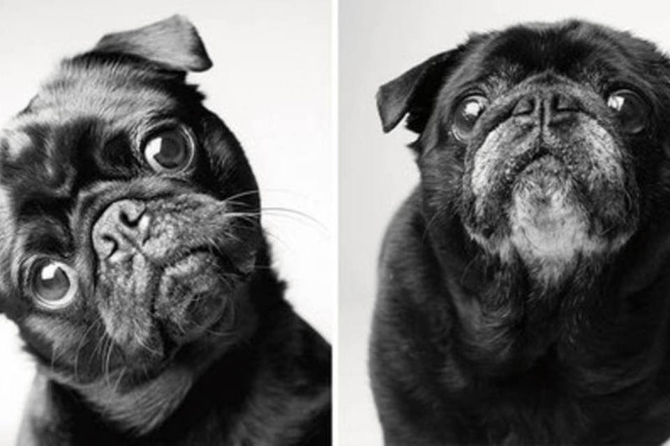 Filhotes e idosos: cães são registrados no antes e depois