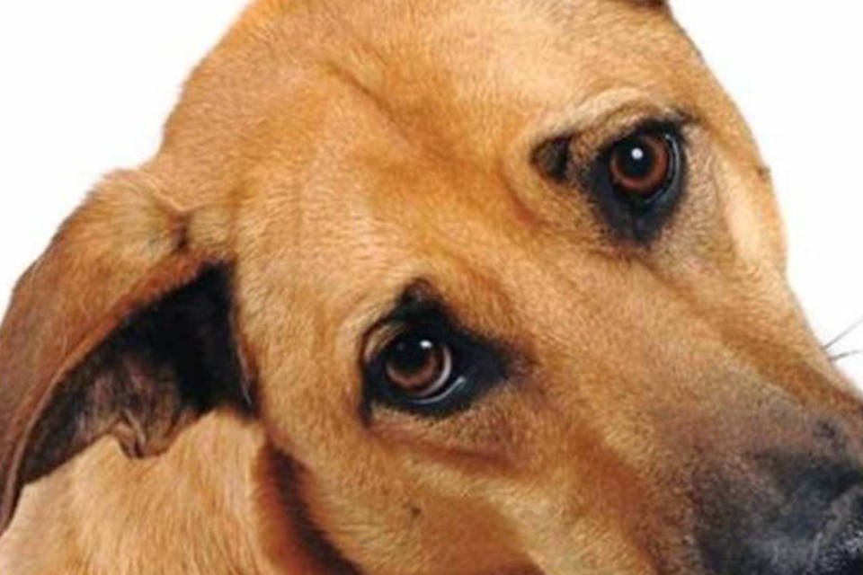 Parques de SP ganham placas contra abandono de animais