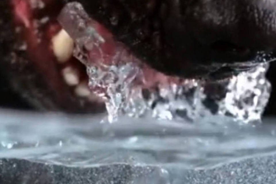 Vídeo em câmera lenta revela como os cães bebem água