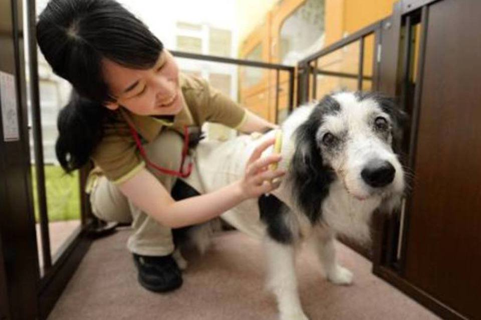 Estudo demonstra que cães também sentem ciúmes
