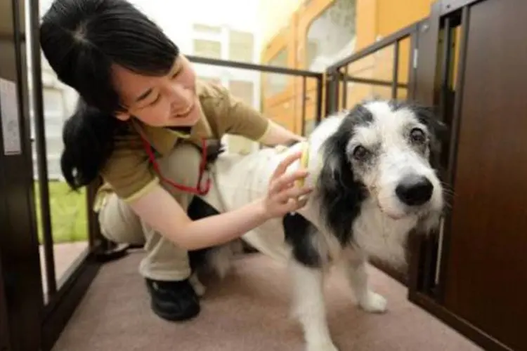 Centro de cuidados para animais idosos em Chiba, arredores de Tóquio: estudo demonstrou que cães também sentem ciúmes (Toru Yamanaka/AFP)