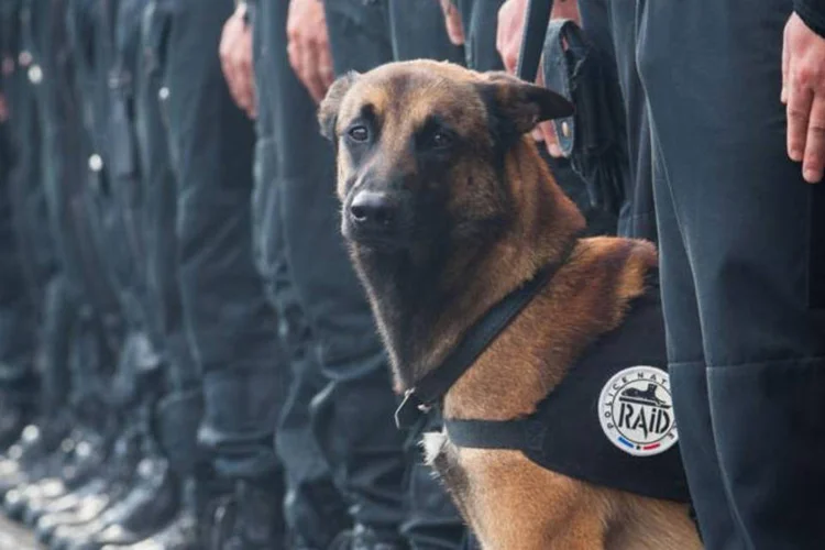 
	Diesel: &quot;Um pastor malinois de 7 anos, c&atilde;o de assalto do #RAID, foi morto pelos terroristas na opera&ccedil;&atilde;o em curso&quot;
 (Twitter da Police Nationale / Divulgação)