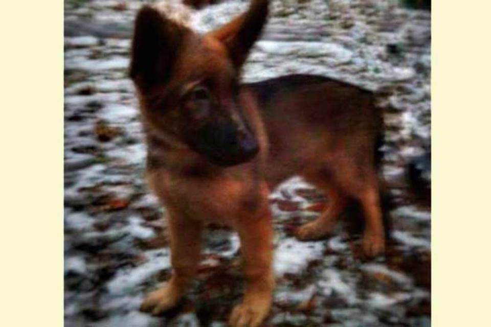 Este é o cãozinho que a Rússia deu de presente para França