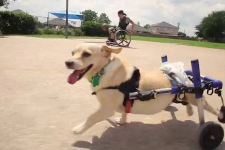 Um cãozinho e um homem, ambos paraplégicos, contam sua emocionante união em campanha da Kleenex (Reprodução/AdNews)