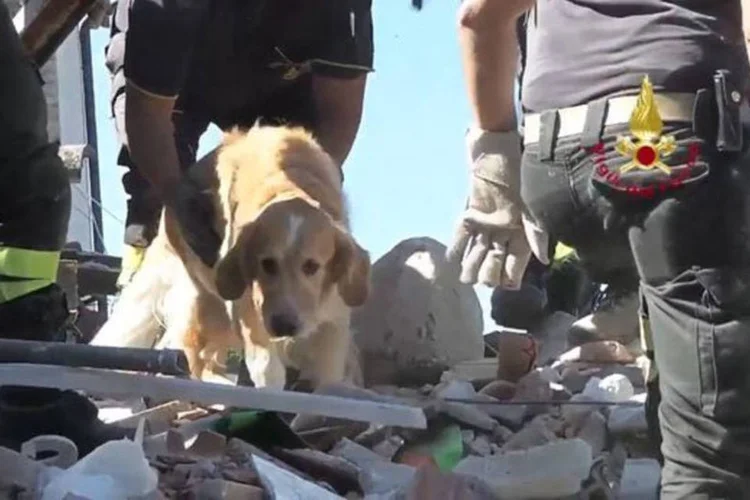 Romeo: cachorro foi resgatado com vida 9 dias após terremoto na Itália (Reprodução/Time)