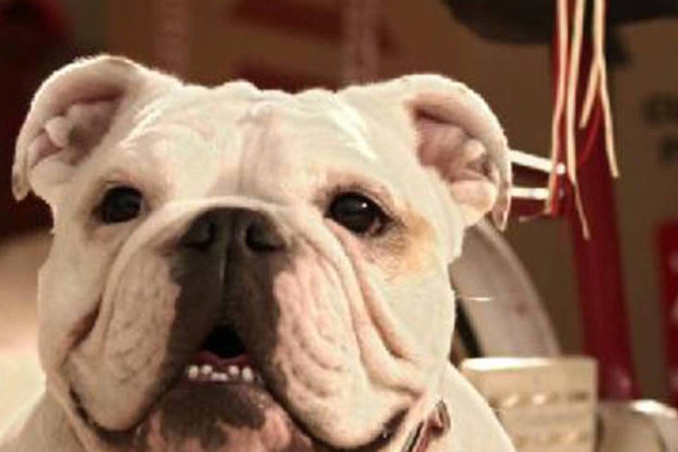 Cão perdido na mudança estrela filme do Bradesco