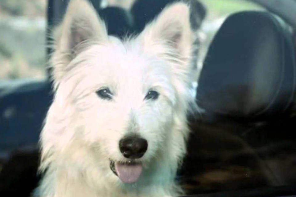 Cena de comercial do novo C3: vídeo mostra amor rodoviário entre dois cães, cada um em um carro. Um C3 e outro genérico (Reprodução)