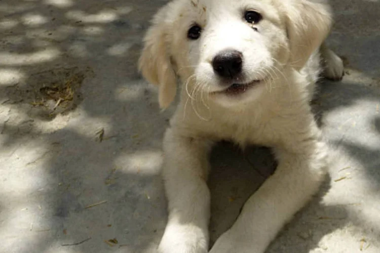 
	Cachorro: iniciativa vai funcionar com ajuda de uma ONG de prote&ccedil;&atilde;o aos animais de Araquari
 (Nowzad Dogs/ Bloomberg/Bloomberg)