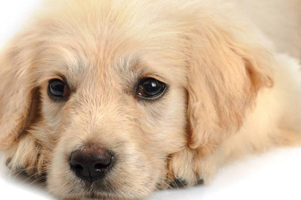 Os 10 estados onde os brasileiros mais gostam de cachorros
