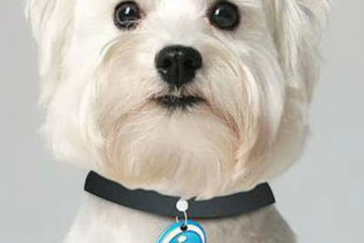 Cachorro mascote do portal iG (Reprodução)