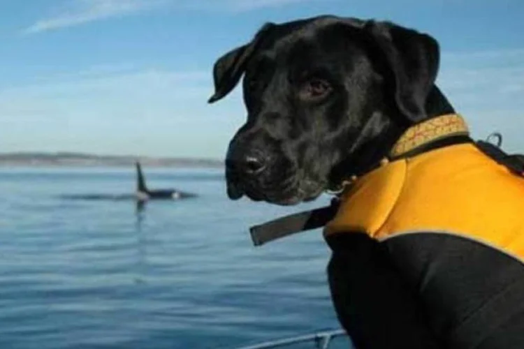 O cachorro farejador Tucker ajuda pesquisadores a encontrar baleias assassinas. (Kelley Balcomb-Bartok)