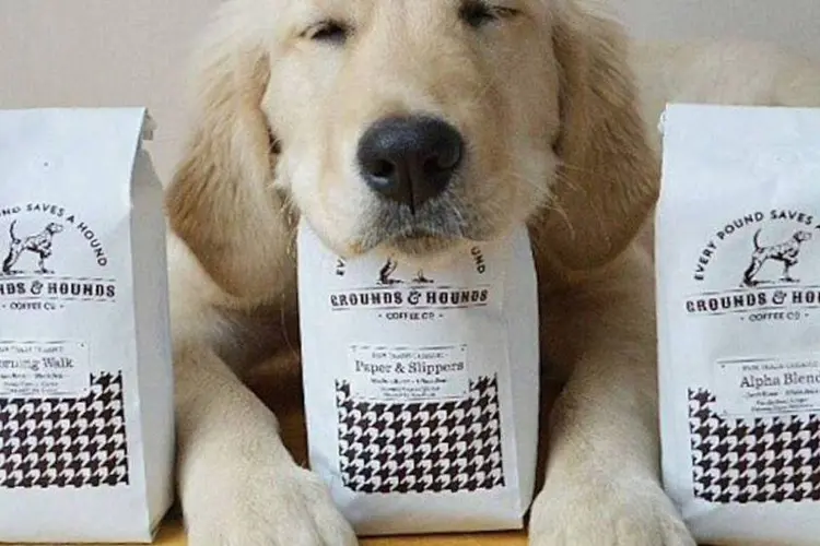 Cãozinho com os pacotes de café do The Dog Cafe (Divulgação)