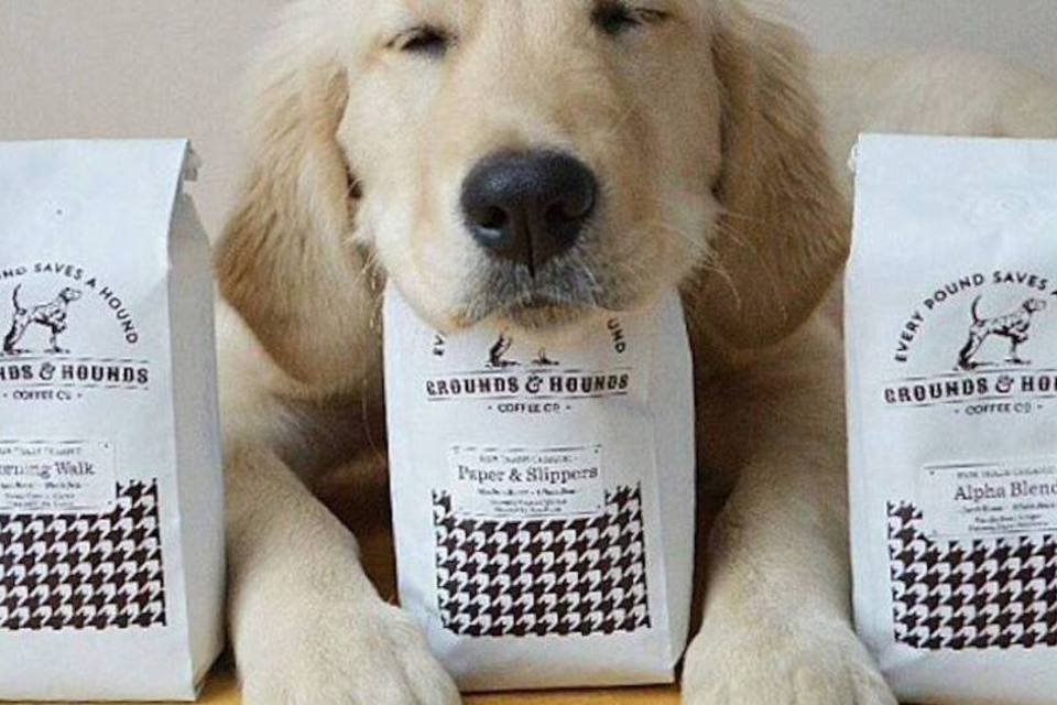 Empreendedora cria café com espaço para adoção de cães