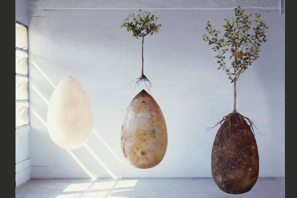 Cápsula ecológica transforma entes que partiram em árvores