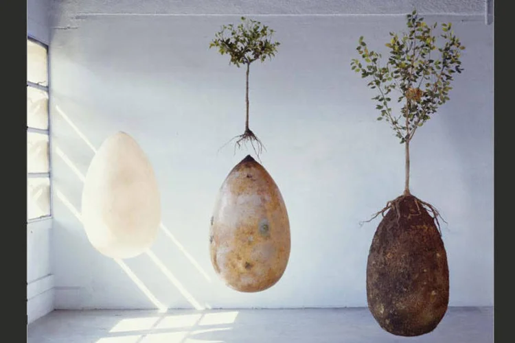 Biodegradável: o corpo do ente querido fica em posição fetal na cápsula feita de amido de plástico (Divulgação/Capsula Mundi)