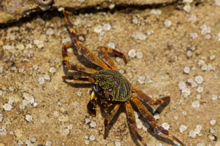 Carangueijo: pesquisa se concentrou na análise de traços de cádmio encontrados nesses animais (Getty Images)