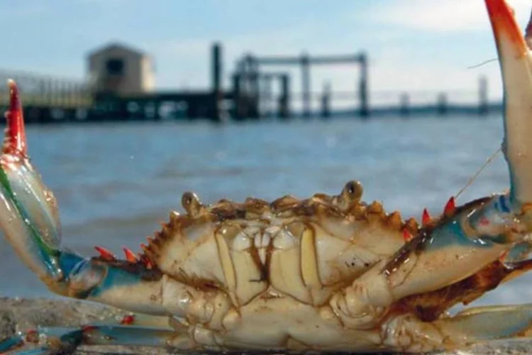 
	Mais fortes, os crust&aacute;ceos est&atilde;o se alimentando aos montes de ostras na Ba&iacute;a de Chesapeake
 (VA Institute of MArine Science/ Creative Commons)