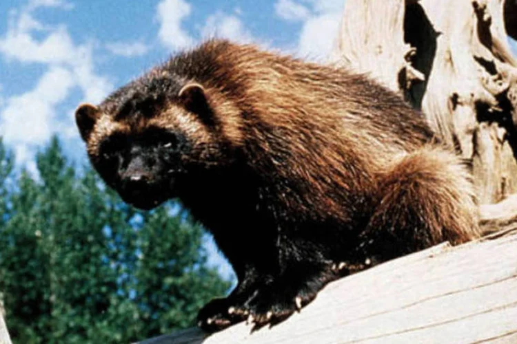 Carcaju ou glutão: animal está ameaçado devido ao aquecimento global (Wikimedia Commons)