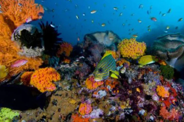 O relatório lançou luz sobre a exploração irresponsável de oceanos, lagos e rios (©AFP / Jason Swandy)
