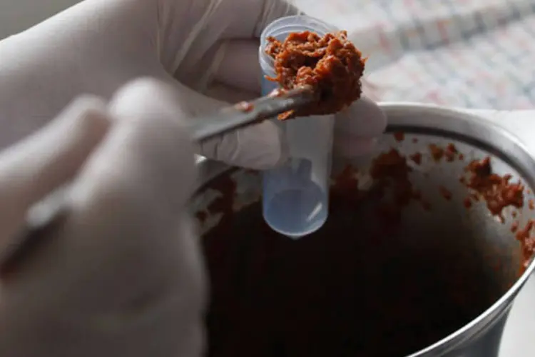 Pesquisador de laboratório de microbiologia da Áustria recolhe amostras de carne de cavalo (REUTERS/Leonhard Foeger)