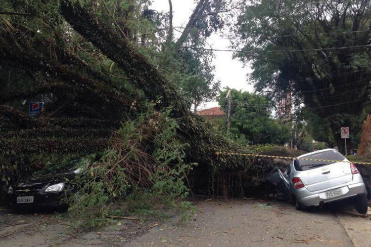 
	Carro &eacute; atingido por queda de &aacute;rvore em Perdizes: em um raio de 200 metros, cinco &aacute;rvores estavam no ch&atilde;o
 (Mariana Belley/ Divulgação)