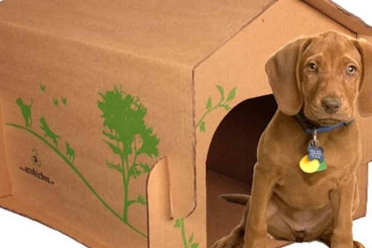 Ecológico pra cachorro: produtos para animais de estimação preservam o meio ambiente