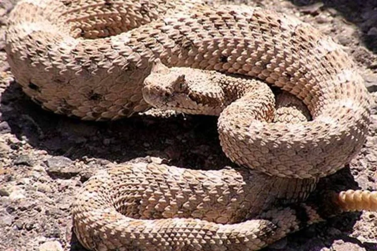 
	Cascavel: a prioridade, no entanto, &eacute; poder sintetizar a prote&iacute;na, ou seja, produzi-la em laborat&oacute;rio sem ter de extra&iacute;-la do veneno
 (Tigerhawkvok / Wikimedia Commons)