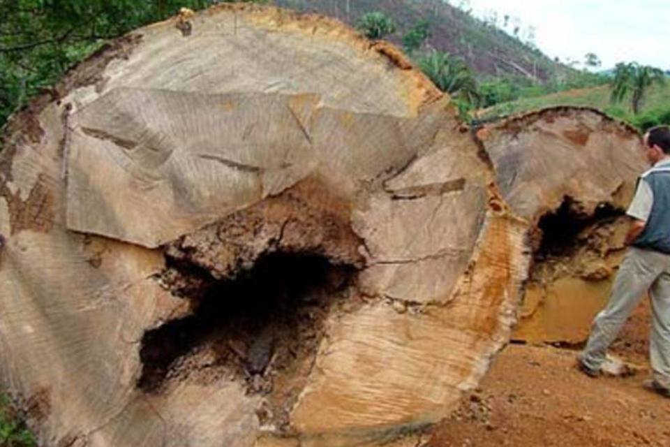 Para El País, reforma no Código Florestal brasileiro é "lobby agrícola"