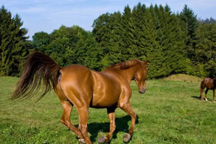 Cavalos: desde o início do ano, 2.803 cavalos lusitanos, ou seja, quatro vezes mais que no ano passado, foram sacrificados
 (J.-L. Klein & M.-L. Hubert/AFP)