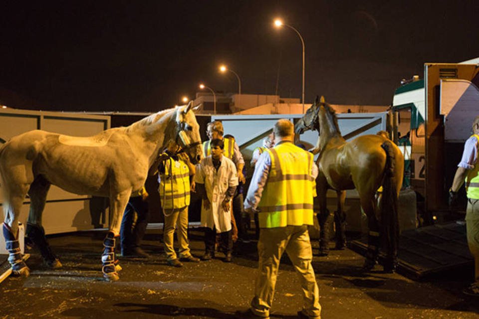 Como os cavalos chegam aos jogos olímpicos