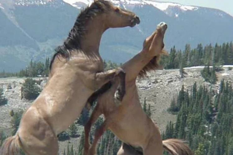 Cavalos selvagens nos Estados Unidos: equinos não têm predadores naturais e as manadas podem dobrar de tamanho em apenas quatro anos (Wikimedia Commons)
