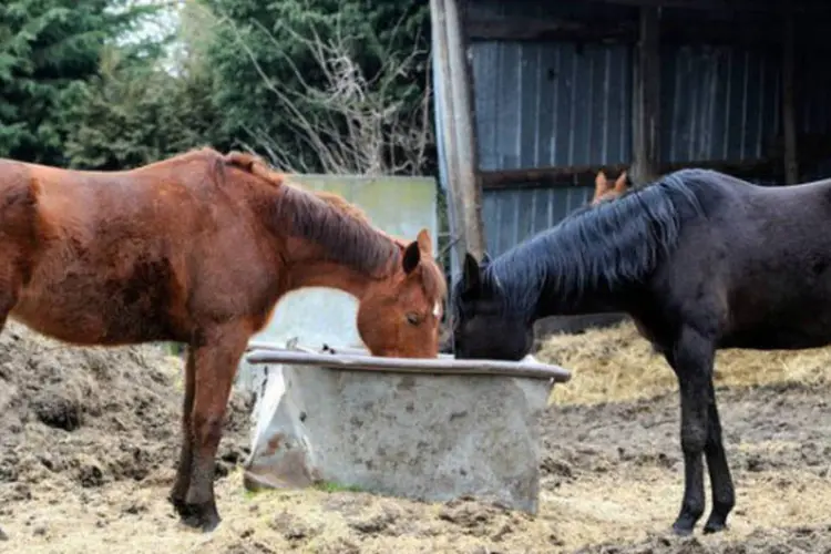 Cavalos: uma equipe passou as primeiras horas da manhã desta segunda-feira prestando socorro e dando tratamento aos cavalos que ficaram feridos no incidente (AFP / Philippe Huguen/AFP)