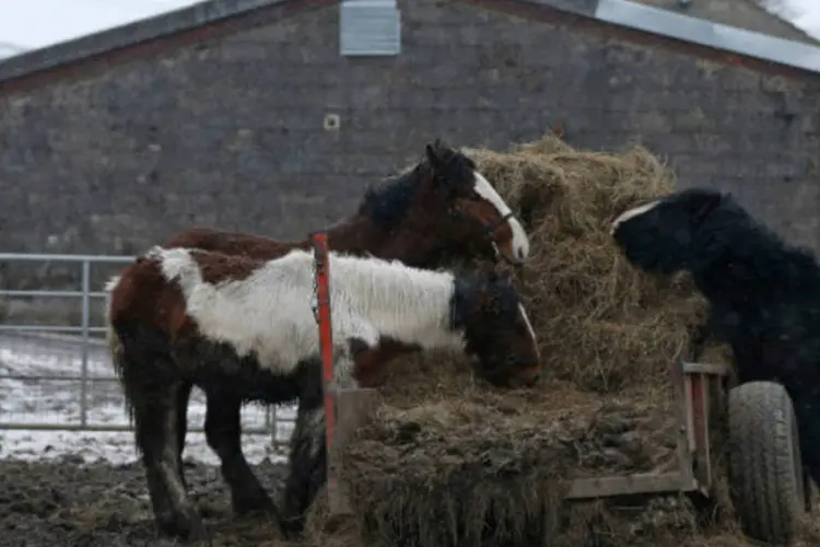 
	Em meio &agrave; crise, surgem suspeitas que d&atilde;o tom quase ficcional ao caso: 70 mil cavalos estariam desaparecidos na Irlanda
 (REUTERS/Phil Noble)
