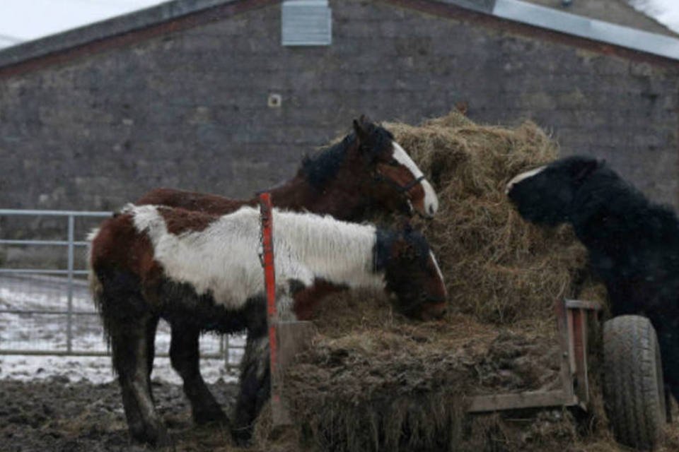 Escândalo de venda de carne de cavalo cresce na Europa