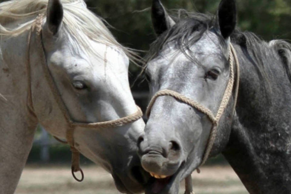 Cavalos usam orelhas como forma de comunicação, diz estudo