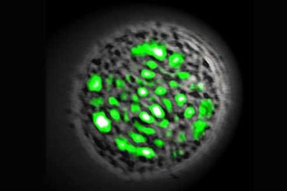 Cientistas criam célula viva que emite raio laser