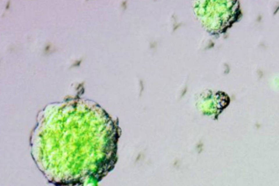 Estudo sobre células STAP publicado na Nature é questionado