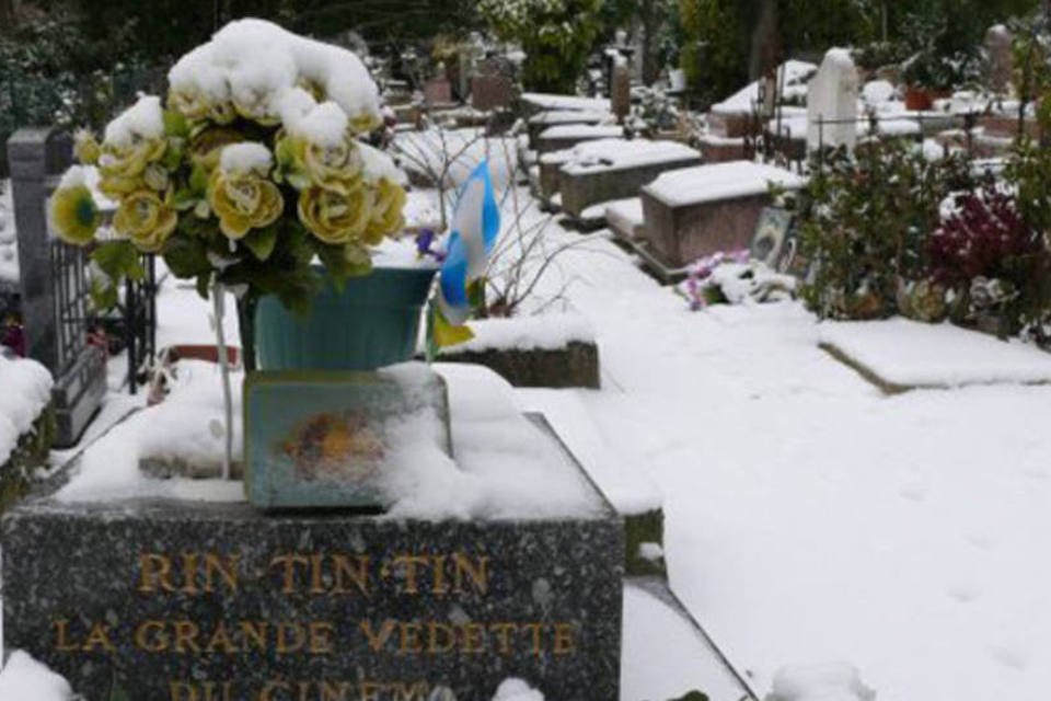 Colar de diamantes enterrado com poodle é roubado em Paris
